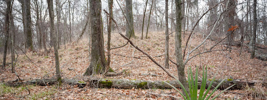 Photo of Mound F, the last and smallest of the site's mounds.